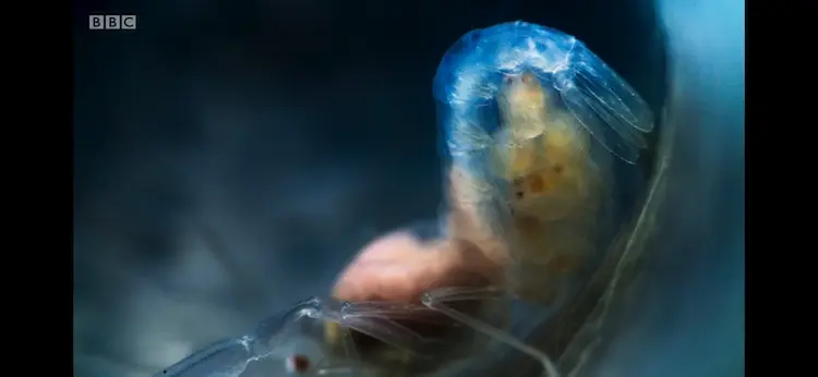 Glass sponge shrimp sp. () as shown in Blue Planet II - The Deep